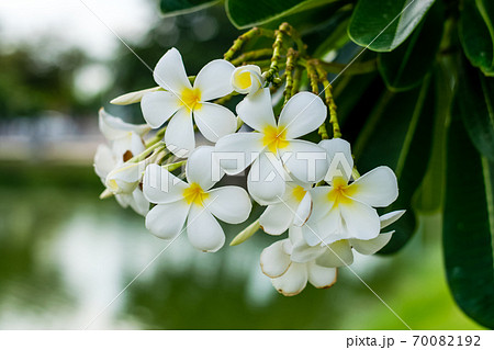 Beautiful plumeria flowers 70082192