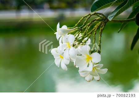Beautiful plumeria flowers 70082193