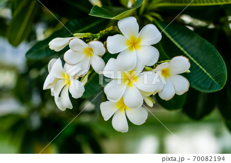 Beautiful plumeria flowers 70082194