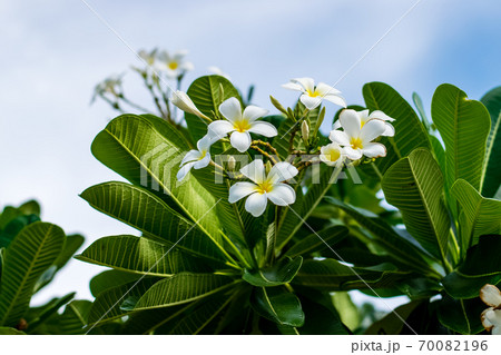 Beautiful plumeria flowers 70082196