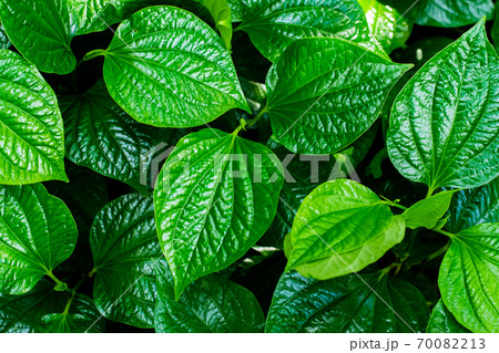 Wild Betel Leafbush Wild Betel Leafbush 70082213