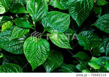 Wild Betel Leafbush 70082219