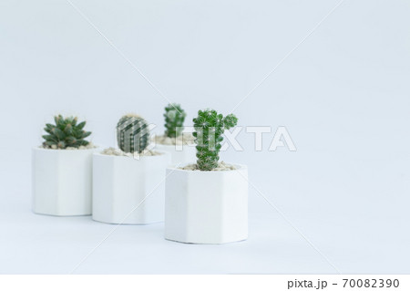 Collection of cactus or succulent plants different in pots, over white background. 70082390