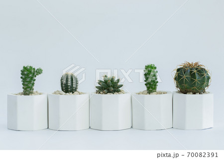 Collection of cactus or succulent plants different in pots, over white background. 70082391