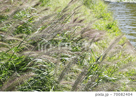 水辺の力芝(チカラシバ) 水辺の力芝(チカラシバ) 70082404