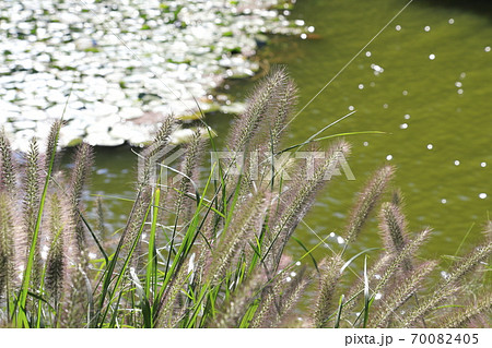 水辺の力芝（チカラシバ） 70082405