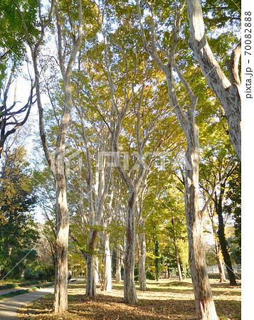 神代植物公園のシマサルスベリ 70082888