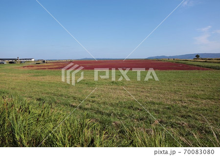 能取湖サンゴ草群落（北海道網走市卯原内） 70083080