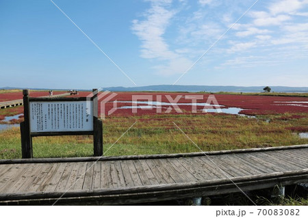 能取湖サンゴ草群落（北海道網走市卯原内） 70083082