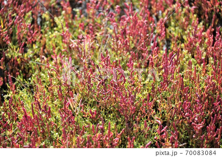 サンゴ草(北海道網走市卯原内) サンゴ草(北海道網走市卯原内) 70083084