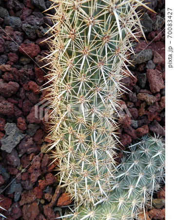 サボテン 入鹿 地を這う悪魔 クリーピングデビル 絶滅危惧種 【公式通販】