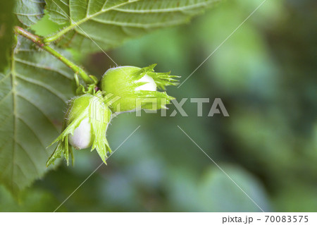 Young hazel, green hazelnut nuts, grow on a tree Young hazel, green hazelnut nuts, grow on a tree 70083575