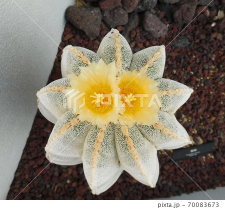 神代植物公園のサボテン 般若 神代植物公園のサボテン 般若 70083673