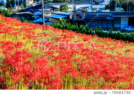 社が丘花園のヒガンバナ 【長崎市】 社が丘花園のヒガンバナ 【長崎市】 70083730