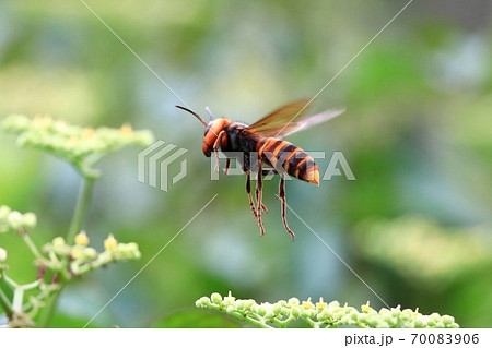 オオスズメバチ 70083906
