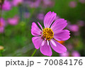 コスモス 70084176