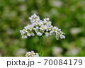 蕎麦畑 70084179