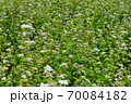 蕎麦畑 70084182