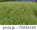 蕎麦畑 70084184