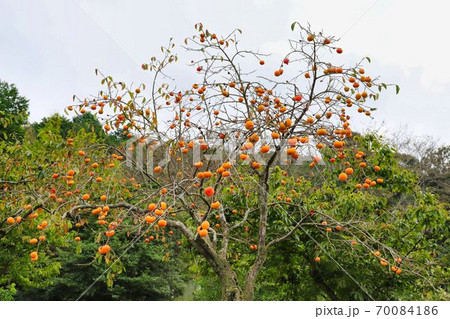美味しそうな柿 70084186