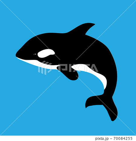 Flat ilustration with grampus on a blue background. 70084255