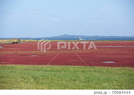 能取湖サンゴ草群落(北海道網走市卯原内) 能取湖サンゴ草群落(北海道網走市卯原内) 70084434