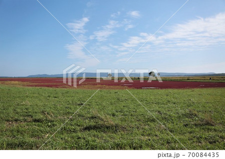能取湖サンゴ草群落（北海道網走市卯原内） 70084435