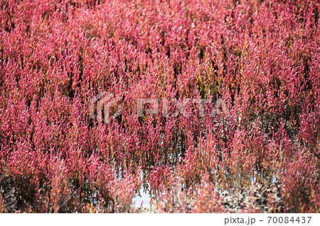 サンゴ草群落（北海道網走市卯原内） 70084437