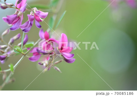 秋の七草の萩の花・紫の花の萩のアップ 秋の七草の萩の花・紫の花の萩のアップ 70085186