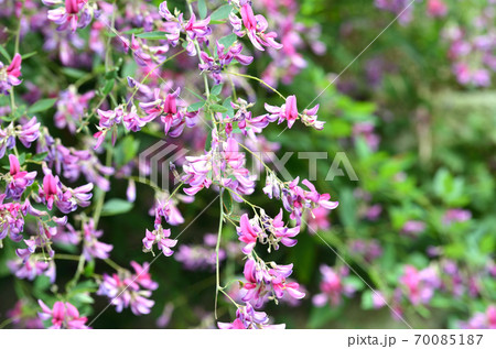 秋の七草の萩の花・紫の花の萩のアップ 70085187