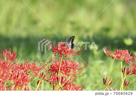 彼岸花とアゲハチョウ 彼岸花とアゲハチョウ 70085629