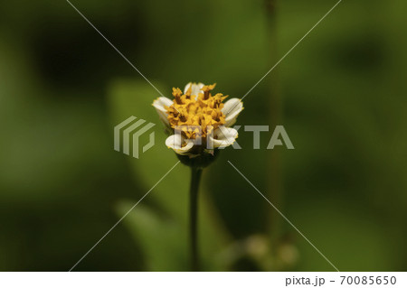 白の栴檀草 70085650