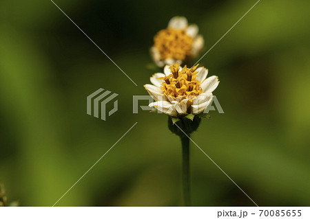 白の栴檀草 70085655