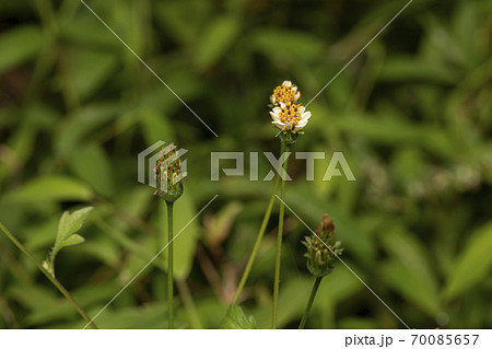 白の栴檀草 70085657