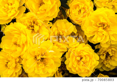 texture of many yellow flowers 70085803