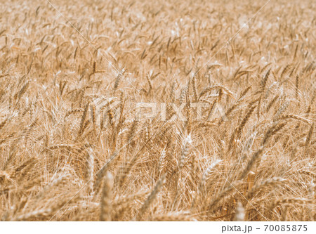 wheat spikelets pattern on the field 70085875