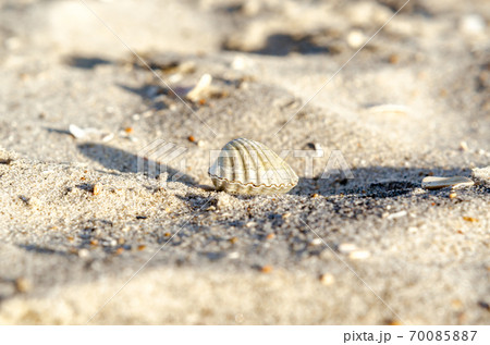 small seashell on sand close up 70085887