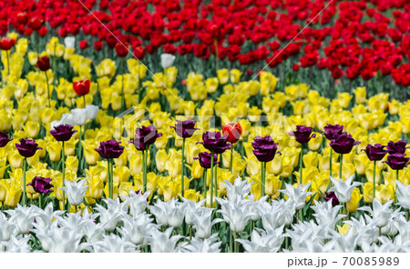 large blooming flower bed with red and white yellow multicolored hybrid tulips large blooming flower bed with red and white yellow multicolored hybrid tulips 70085989
