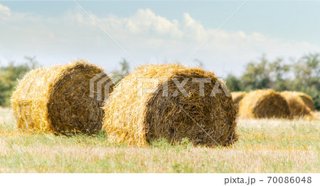 autumn landscape round haystacks in green grass on a background of trees and sky with white clouds autumn landscape round haystacks in green grass on a background of trees and sky with white clouds 70086048