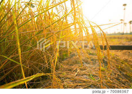 Yellow paddy rice plantation field morning sun rise Yellow paddy rice plantation field morning sun rise 70086367