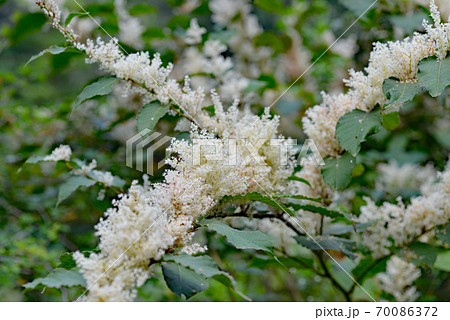 秋に咲く白い花の写真素材