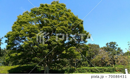昭和の森入って直ぐに目に付くこんもり樹形のこの木はケヤキも木 70086431