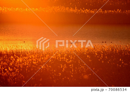 渡良瀬遊水地の夕焼け 70086534