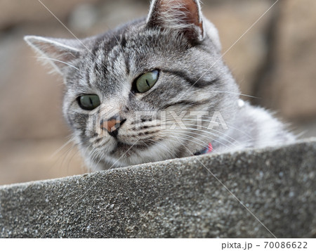 高い所から顔をのぞかせる灰色と白のトラ猫の写真素材