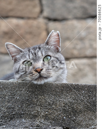 高い所から顔をのぞかせる灰色と白のトラ猫の写真素材