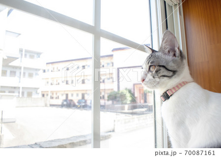 猫と暮らす家 70087161