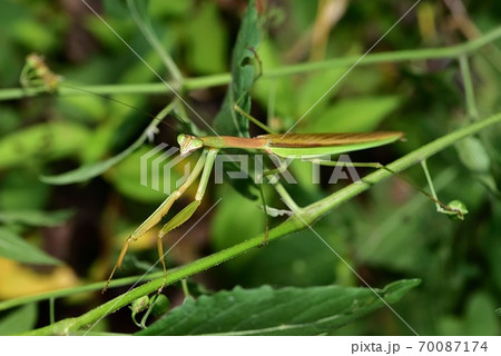 オオカマキリ 70087174