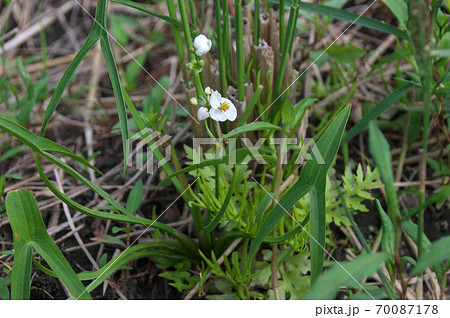 田んぼに咲いたオモダカの花 70087178
