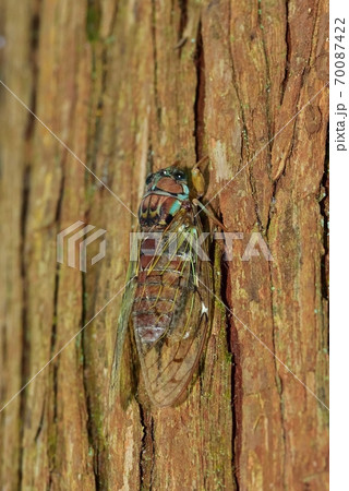 ヒグラシ 70087422