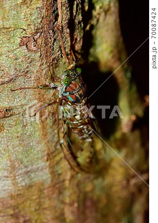 ヒグラシ 70087424